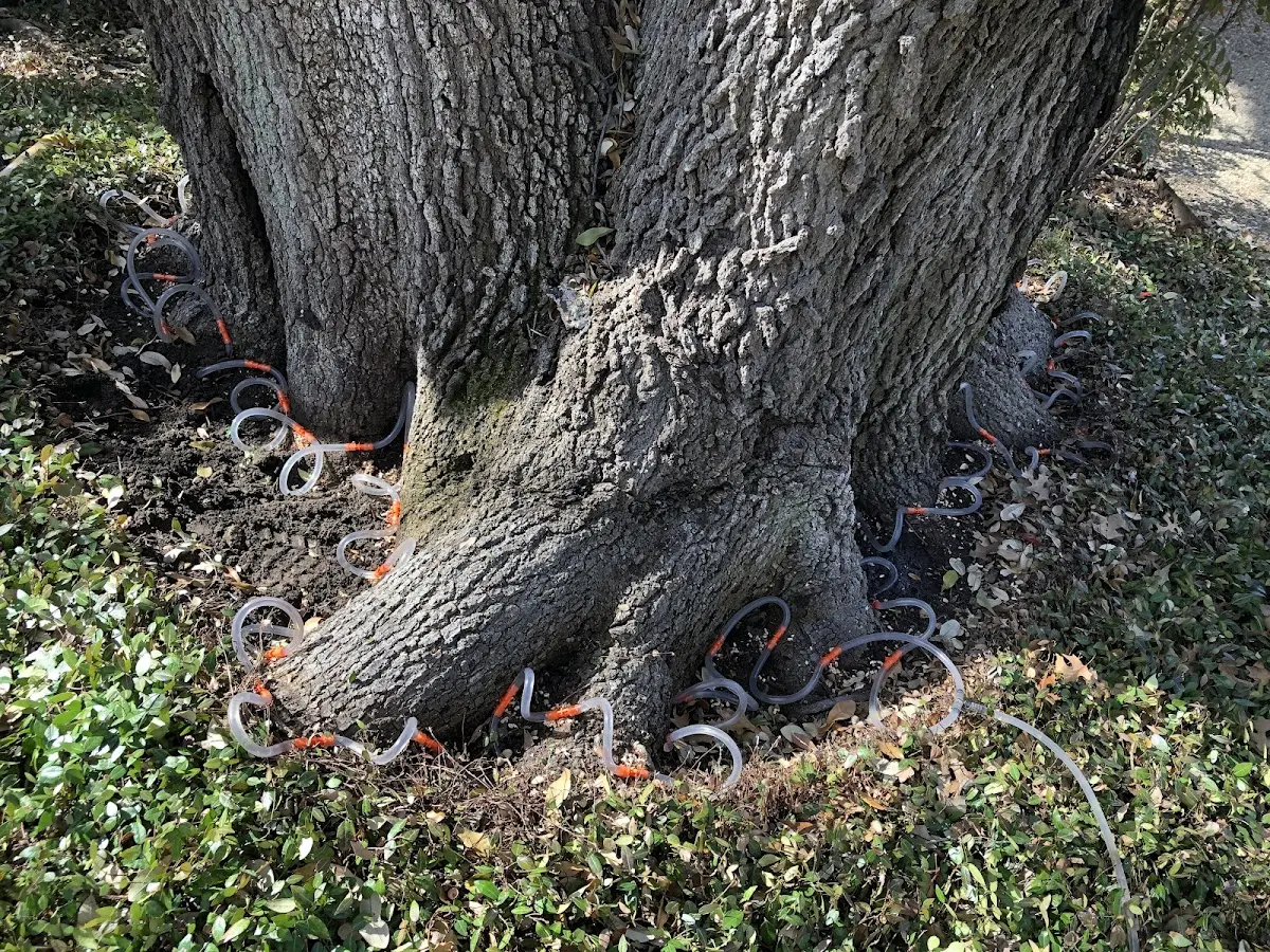 Detailed Tree Cabling and Bracing job site in Jbsa Randolph